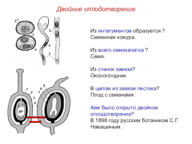 Из интегументов образуется ? Семенная кожура. Из всего семязачатка ? Семя.