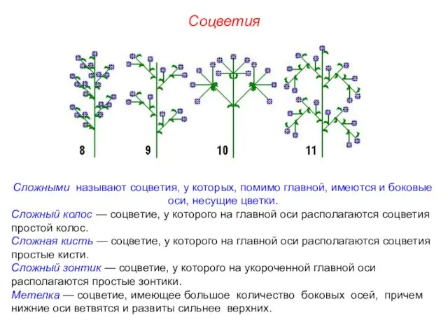 Сложными называют соцветия, у которых, помимо главной, имеются и боковые оси,