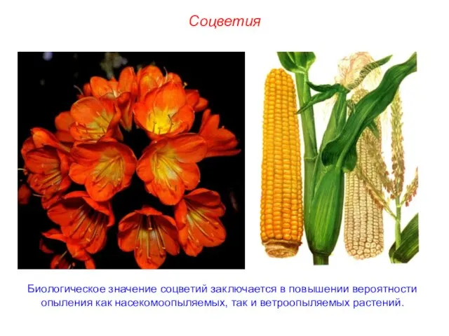 Биологическое значение соцветий заключается в повышении вероятности опыления как насекомоопыляемых, так и ветроопыляемых растений. Соцветия