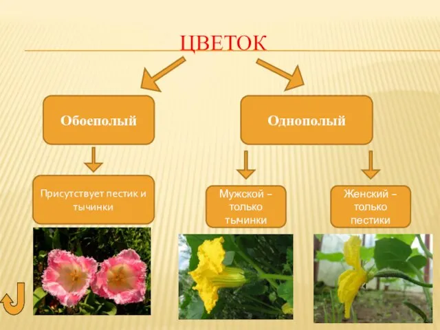 ЦВЕТОК Обоеполый Присутствует пестик и тычинки Однополый Мужской – только тычинки Женский – только пестики