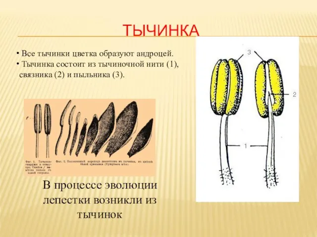 ТЫЧИНКА Все тычинки цветка образуют андроцей. Тычинка состоит из тычиночной нити