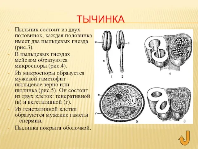 ТЫЧИНКА Пыльник состоит из двух половинок, каждая половинка имеет два пыльцевых