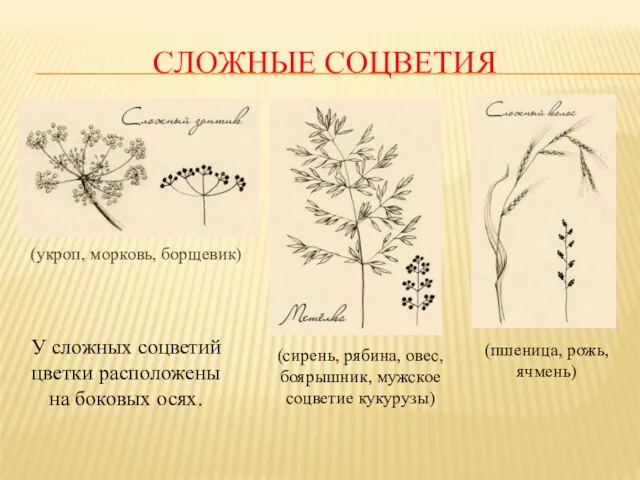 СЛОЖНЫЕ СОЦВЕТИЯ (укроп, морковь, борщевик) (пшеница, рожь, ячмень) (сирень, рябина, овес,