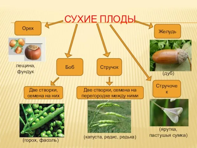 СУХИЕ ПЛОДЫ Орех Боб Стручок Стручочек Желудь Две створки, семена на