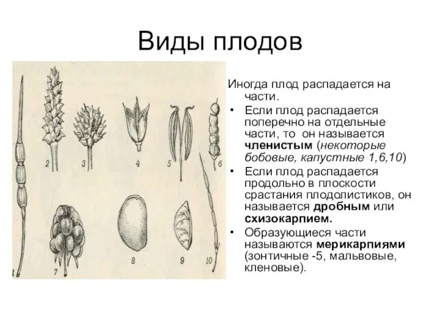 Виды плодов Иногда плод распадается на части. Если плод распадается поперечно