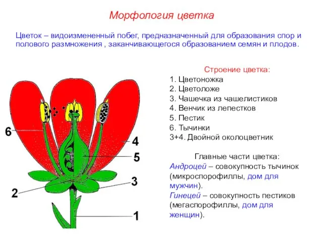 Цветок – видоизмененный побег, предназначенный для образования спор и полового размножения