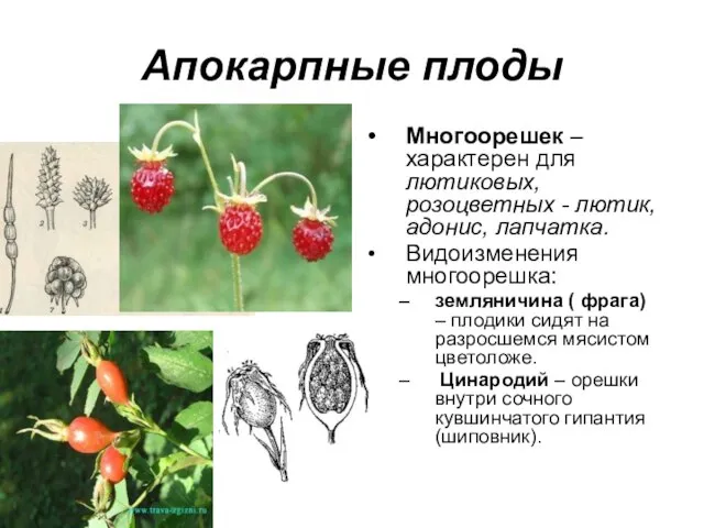 Апокарпные плоды Многоорешек – характерен для лютиковых, розоцветных - лютик, адонис,