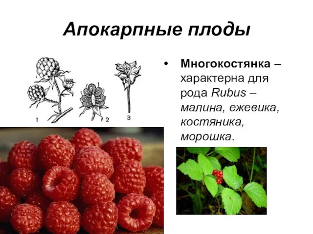 Апокарпные плоды Многокостянка – характерна для рода Rubus – малина, ежевика, костяника, морошка.