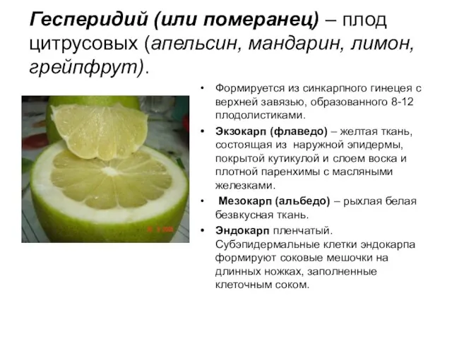 Гесперидий (или померанец) – плод цитрусовых (апельсин, мандарин, лимон, грейпфрут). Формируется