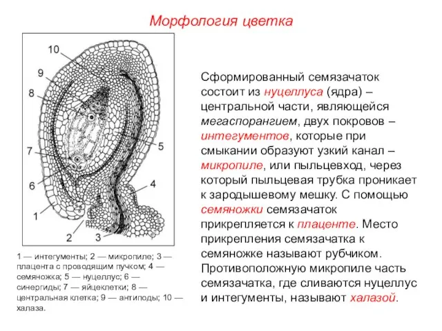 Морфология цветка Сформированный семязачаток состоит из нуцеллуса (ядра) – центральной части,