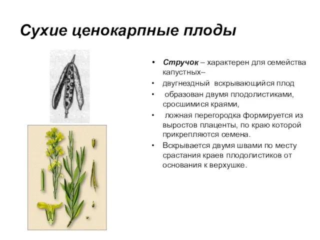 Сухие ценокарпные плоды Стручок – характерен для семейства капустных– двугнездный вскрывающийся