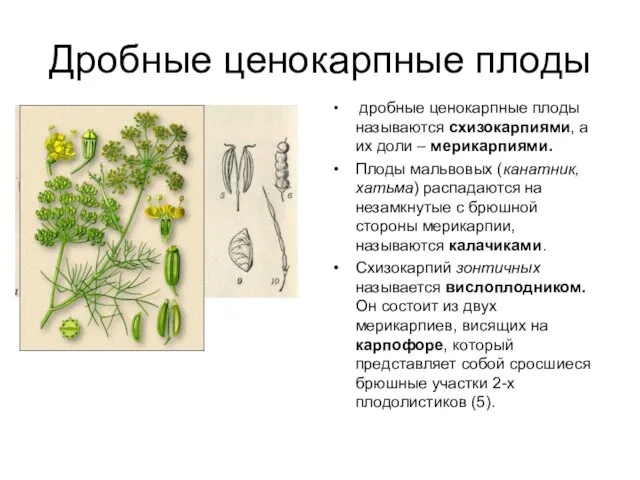 Дробные ценокарпные плоды дробные ценокарпные плоды называются схизокарпиями, а их доли