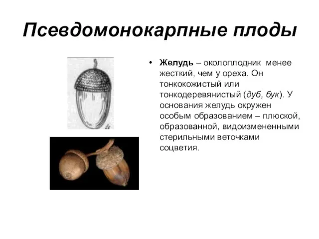 Псевдомонокарпные плоды Желудь – околоплодник менее жесткий, чем у ореха. Он