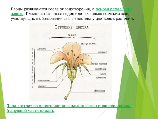 Плоды развиваются после оплодотворения, а основа плода – это завязь. Плодолистик