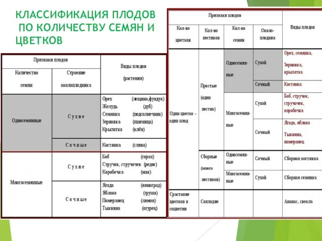 КЛАССИФИКАЦИЯ ПЛОДОВ ПО КОЛИЧЕСТВУ СЕМЯН И ЦВЕТКОВ