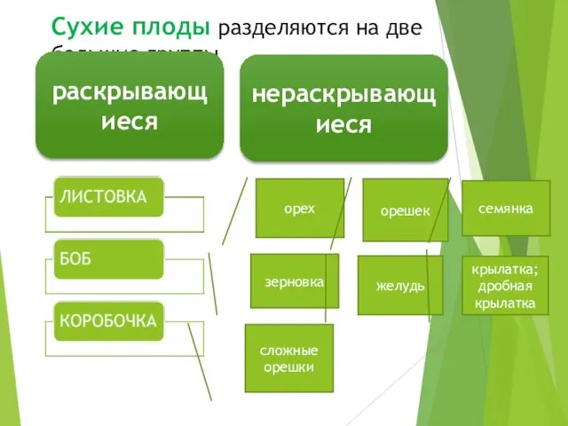 Сухие плоды разделяются на две большие группы раскрывающиеся нераскрывающиеся орех орешек