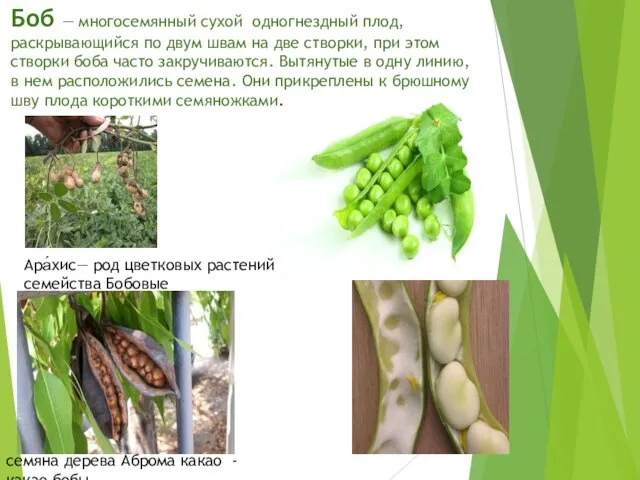 Боб — многосемянный сухой одногнездный плод, раскрывающийся по двум швам на