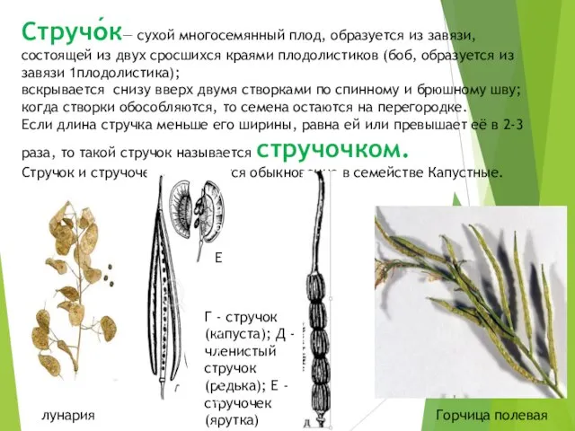 Стручо́к— сухой многосемянный плод, образуется из завязи, состоящей из двух сросшихся