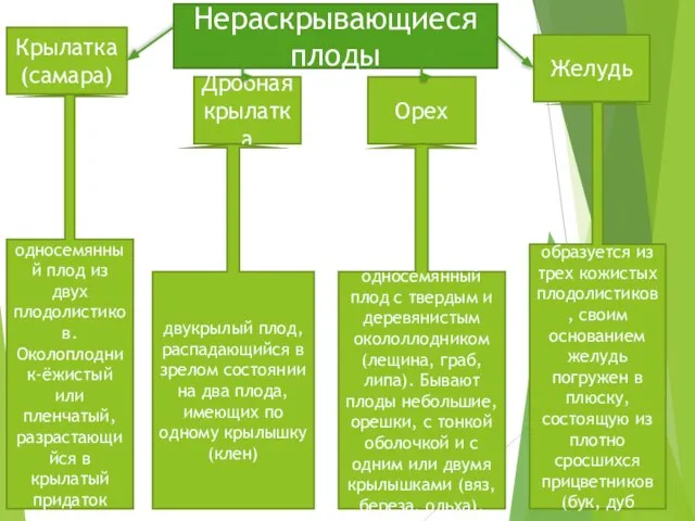 Нераскрывающиеся плоды Крылатка (самара) Дробная крылатка Орех Желудь односемянный плод из