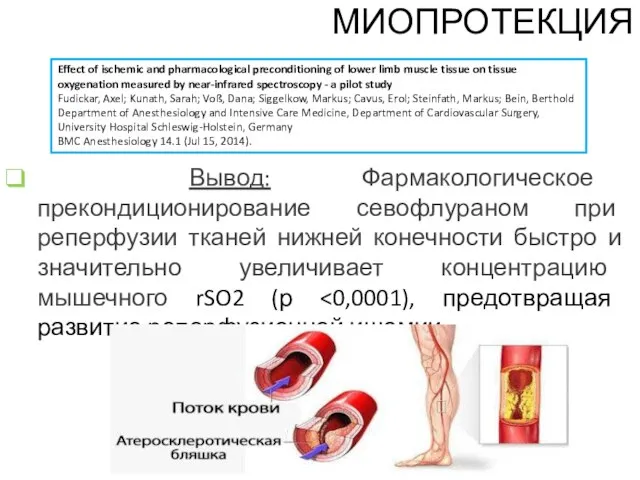 Effect of ischemic and pharmacological preconditioning of lower limb muscle tissue