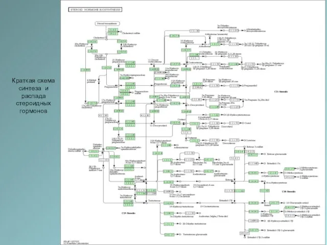 Краткая схема синтеза и распада стероидных гормонов