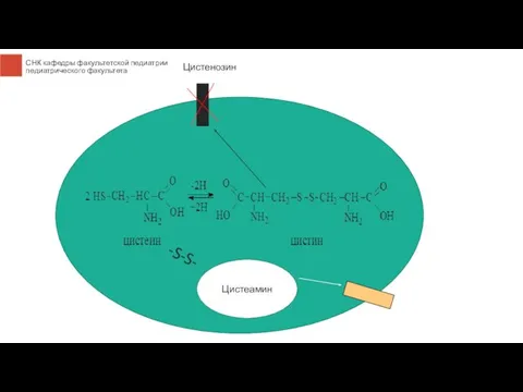Цистенозин Цистеамин -S-S-