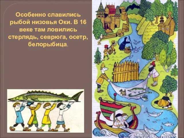 Особенно славились рыбой низовья Оки. В 16 веке там ловились стерлядь, севрюга, осетр, белорыбица.