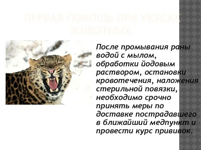 ПЕРВАЯ ПОМОЩЬ ПРИ УКУСАХ ЖИВОТНЫХ. После промывания раны водой с мылом,