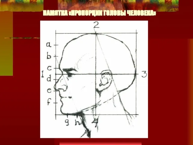 ПАМЯТКА «ПРОПОРЦИИ ГОЛОВЫ ЧЕЛОВЕКА»