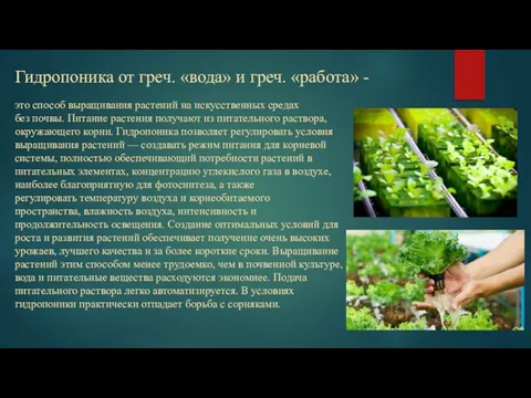 Гидропоника от греч. «вода» и греч. «работа» - это способ выращивания