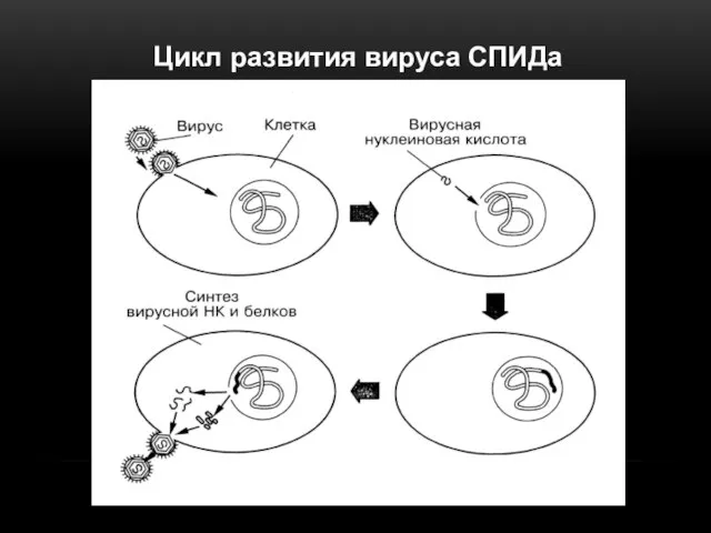 Цикл развития вируса СПИДа