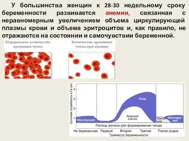 У большинства женщин к 28-30 недельному сроку беременности развивается анемия, связанная