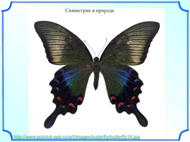 Симметрия в природе http://www.potolok-spb.ru/art/images/butterfly/butterfly14.jpg