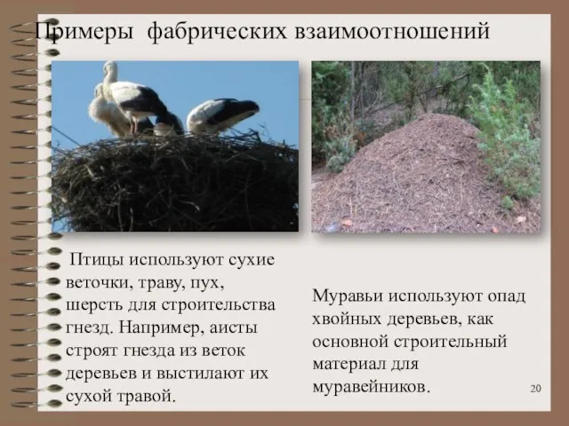 Птицы используют сухие веточки, траву, пух, шерсть для строительства гнезд. Например,