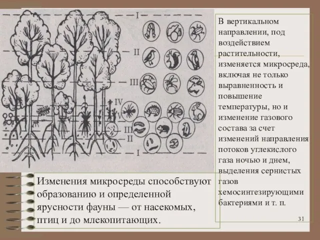 В вертикальном направлении, под воздействием растительности, изменяется микросреда, включая не только