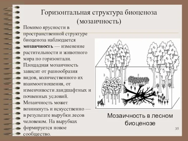 Горизонтальная структура биоценоза (мозаичность) Помимо ярусности в пространственной структуре биоценоза наблюдается