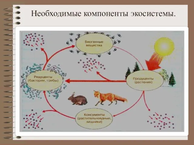 Необходимые компоненты экосистемы.