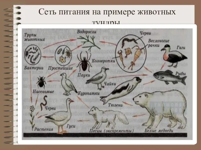 Сеть питания на примере животных тундры.