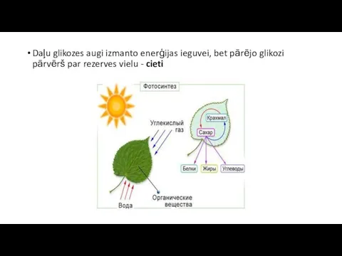 Daļu glikozes augi izmanto enerģijas ieguvei, bet pārējo glikozi pārvērš par rezerves vielu - cieti