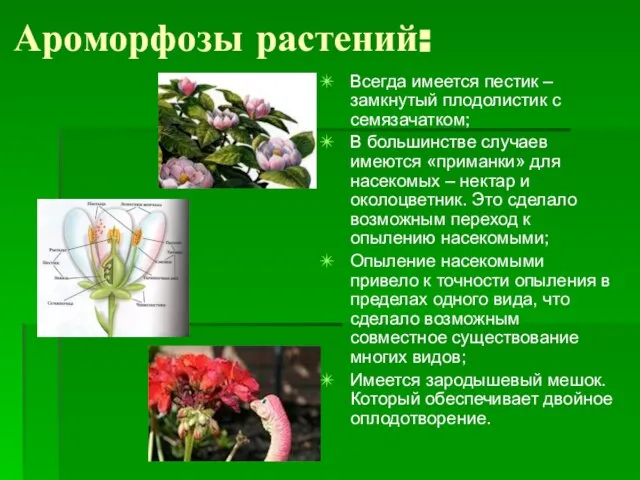 Ароморфозы растений: Всегда имеется пестик – замкнутый плодолистик с семязачатком; В