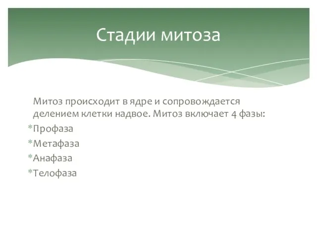 Митоз происходит в ядре и сопровождается делением клетки надвое. Митоз включает