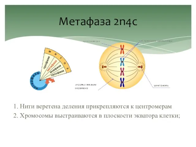 Метафаза 2n4c 1. Нити веретена деления прикрепляются к центромерам 2. Хромосомы выстраиваются в плоскости экватора клетки;