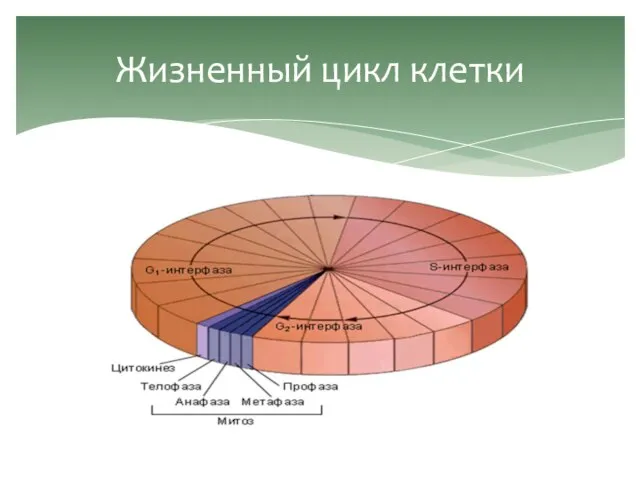 Жизненный цикл клетки