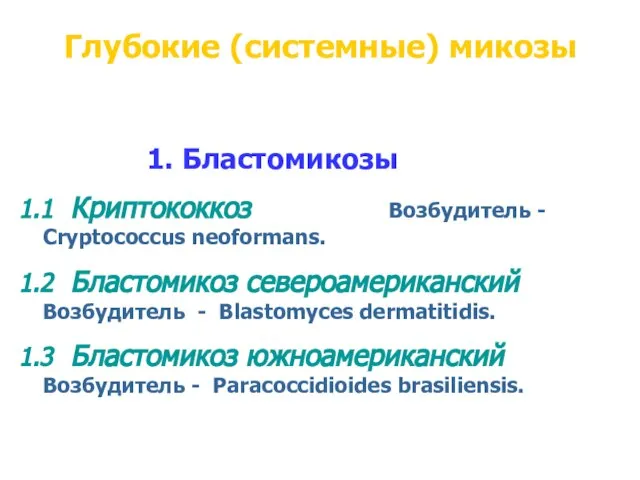 Глубокие (системные) микозы 1. Бластомикозы 1.1 Криптококкоз Возбудитель - Cryptococcus neoformans.