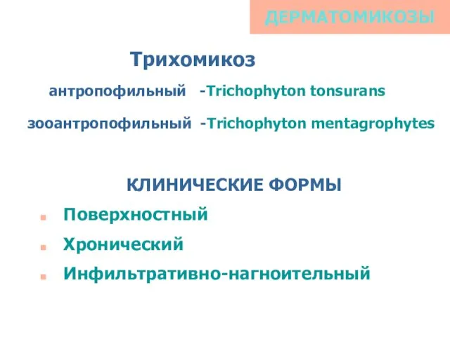 ДЕРМАТОМИКОЗЫ КЛИНИЧЕСКИЕ ФОРМЫ Поверхностный Хронический Инфильтративно-нагноительный Трихомикоз антропофильный -Trichophyton tonsurans зооантропофильный -Trichophyton mentagrophytes