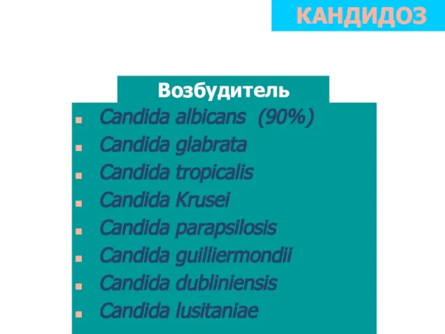 КАНДИДОЗ Candida albicans (90%) Candida glabrata Candida tropicalis Candida Krusei Candida