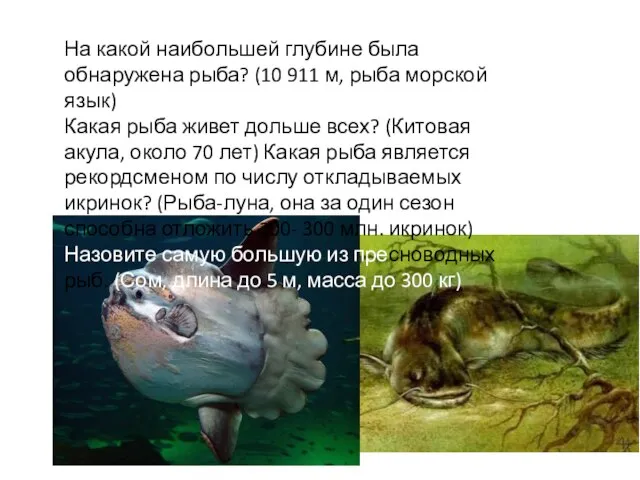 На какой наибольшей глубине была обнаружена рыба? (10 911 м, рыба