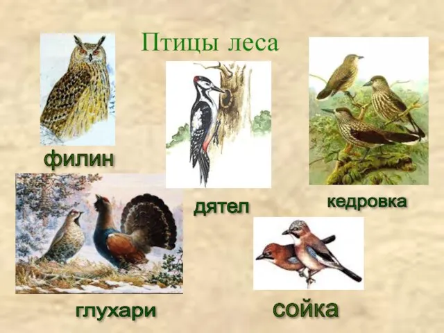 Птицы леса