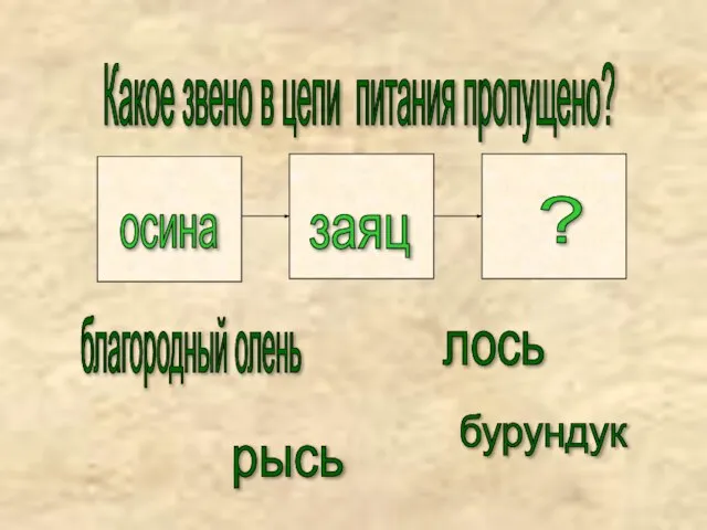 Какое звено в цепи питания пропущено? лось рысь благородный олень бурундук