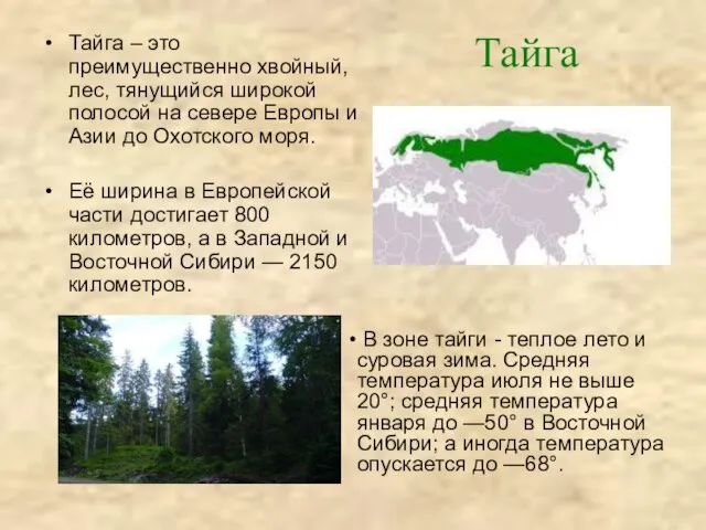 Тайга Тайга – это преимущественно хвойный, лес, тянущийся широкой полосой на